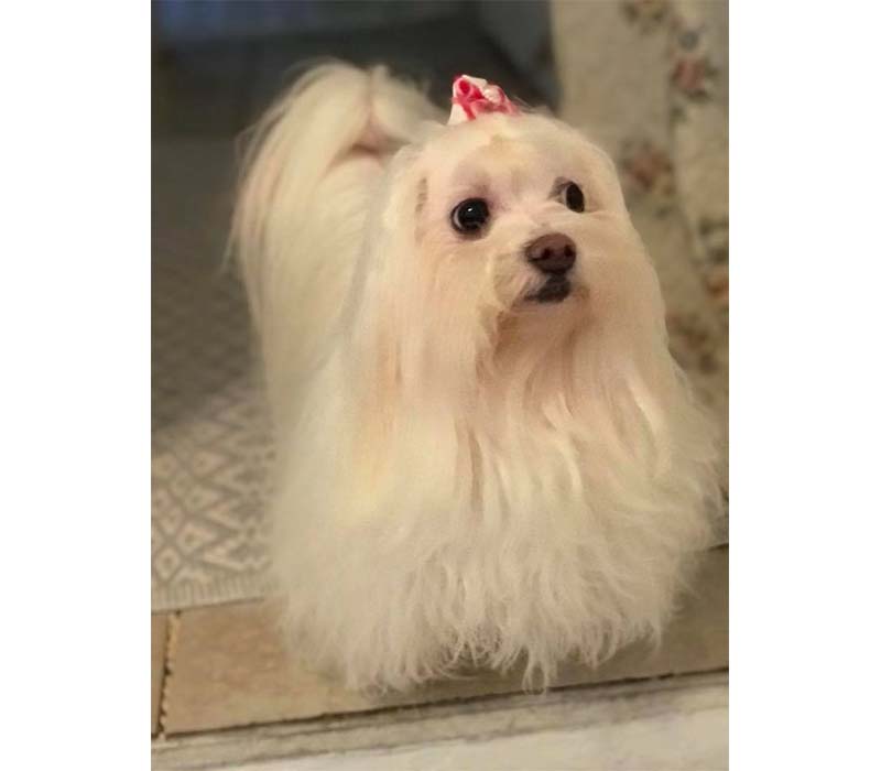 Chiot Pékinois à vendre