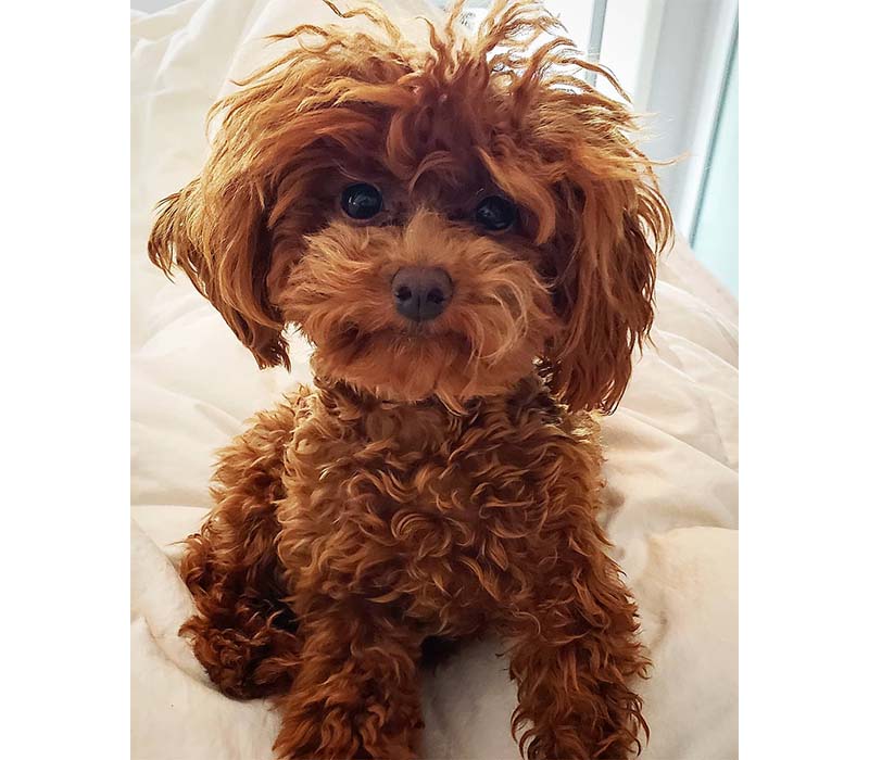 Chiot Pékinois à vendre