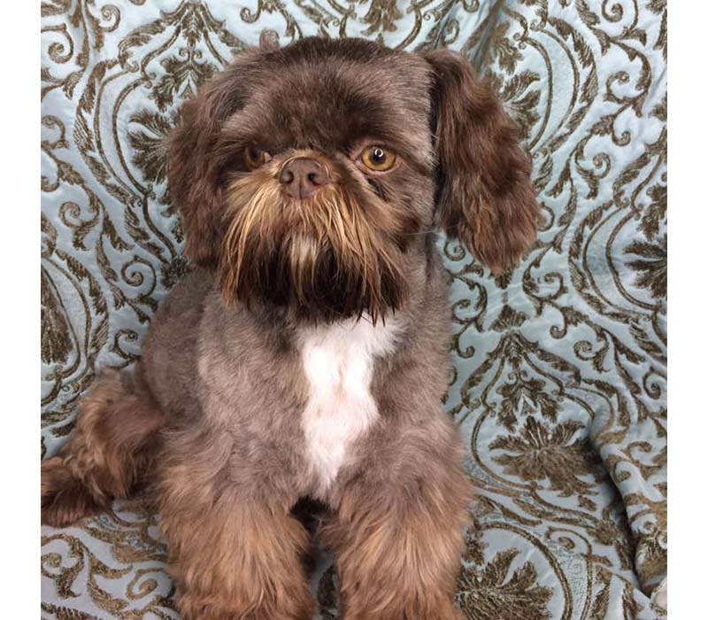 Chiot Pékinois à vendre