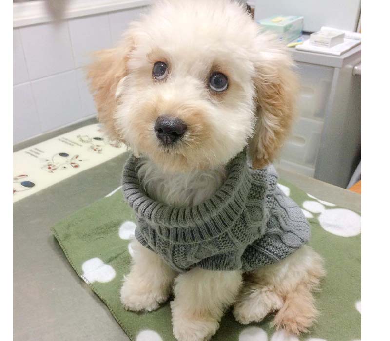 Chiot Pékinois à vendre