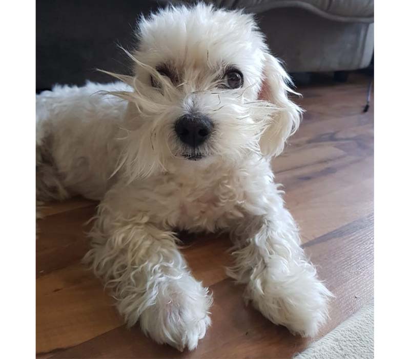 Chiot Pékinois à vendre